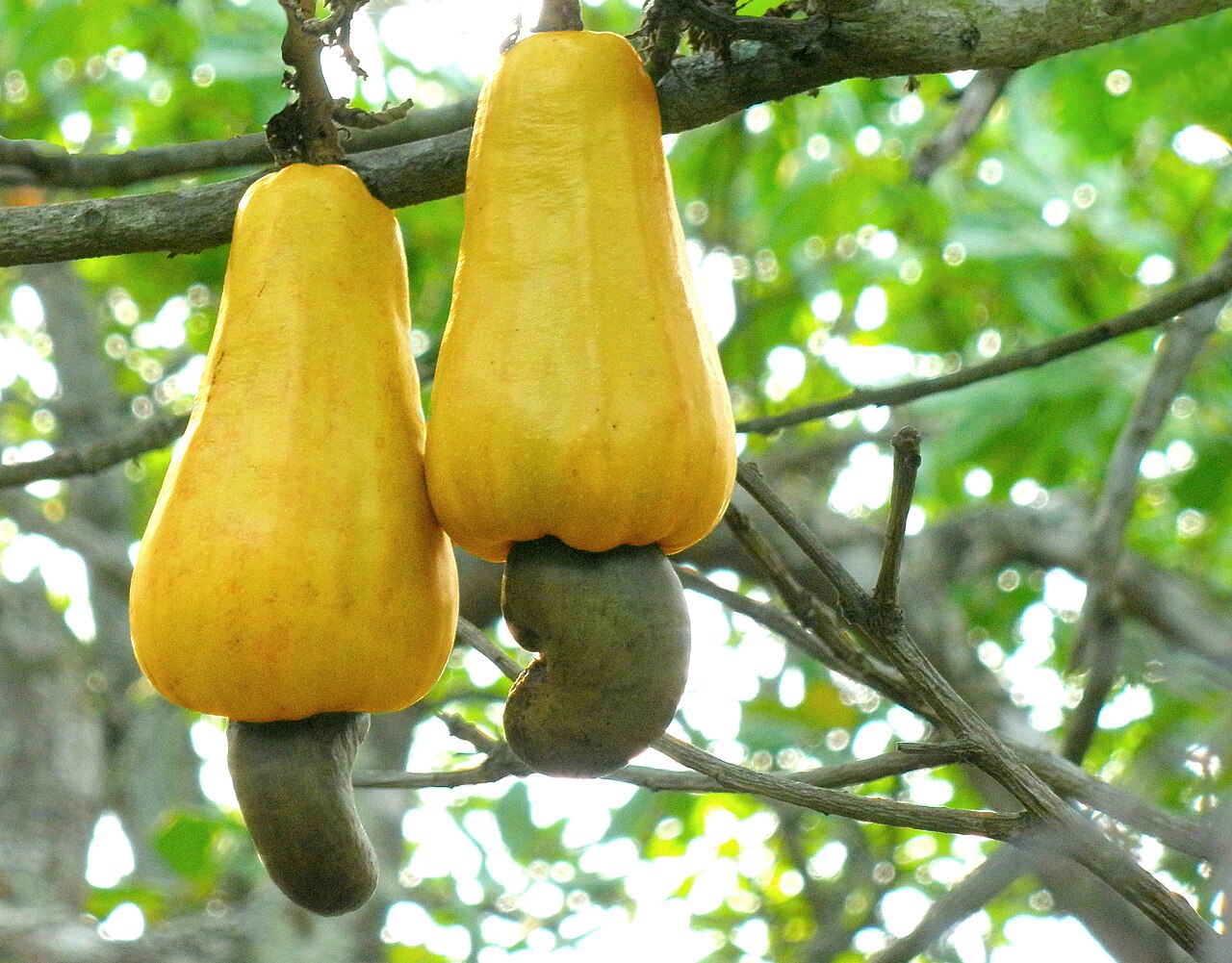 Industrial Cashew Processing Factory Ivory Coast