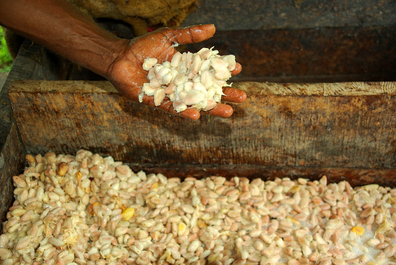 Solar Drying Cocoa Beans